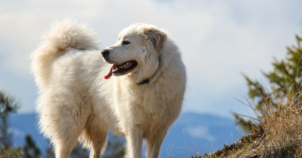 Große Pyrenäen für den Bauernhofhund des Jahres nominiert