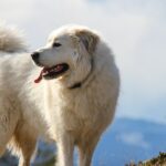 Große Pyrenäen für den Bauernhofhund des Jahres nominiert