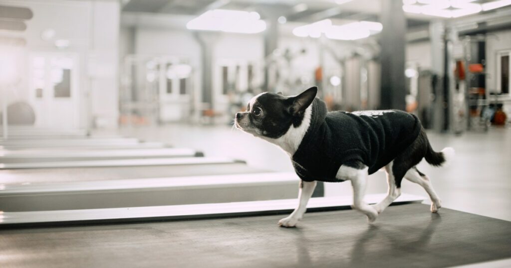 High-School-Absolvent startet mobiles Fitnessstudio, um Hunde fit zu halten