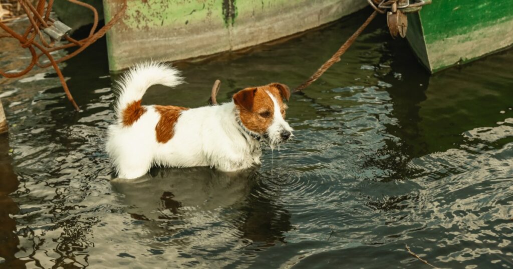Hund, der bei steigendem Hochwasser an einen Baum gekettet blieb, gerettet