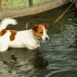 Hund, der bei steigendem Hochwasser an einen Baum gekettet blieb, gerettet