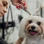 Kostenlose Feiertags-Makeovers für Minnesota-Rettungshunde