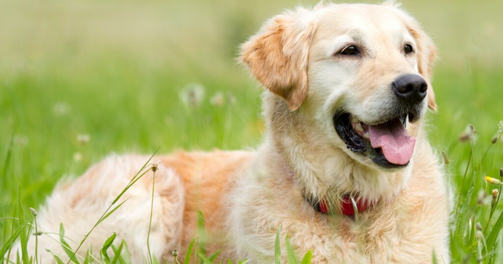 Medikament zur Lebensverlängerung für Hunde steht kurz vor der FDA-Zulassung