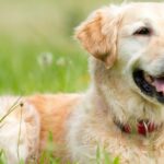 Medikament zur Lebensverlängerung für Hunde steht kurz vor der FDA-Zulassung