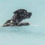 Minnesota Firefighters retten Hund aus Lake Superior