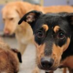 Muttville Senior Dog Rescue findet Tierheime für die Feiertage