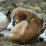PETA bietet 5.000 US-Dollar Belohnung im Fall verlassener Welpen