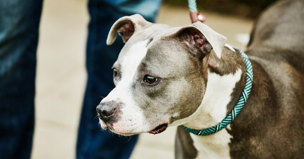 Pennsylvania Shelter sammelt Spenden für verletzten Hund