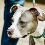 Pennsylvania Shelter sammelt Spenden für verletzten Hund