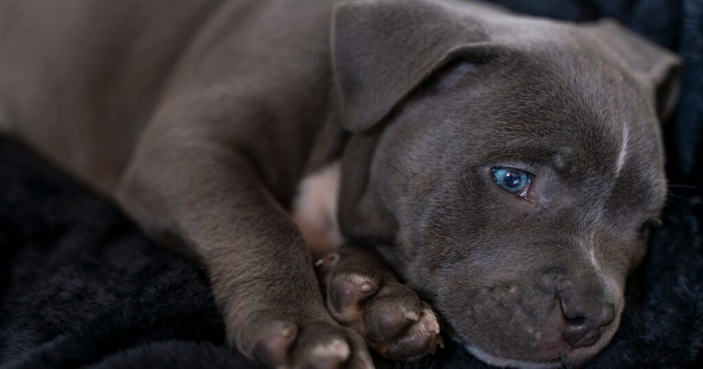 Pitbull-Welpe von Hunden brutal angegriffen und vom Besitzer vernachlässigt