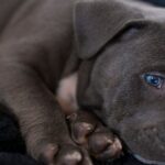 Pitbull-Welpe von Hunden brutal angegriffen und vom Besitzer vernachlässigt