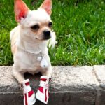 Rettungshund ohne Pfoten bekommt besondere Stiefel zu Weihnachten