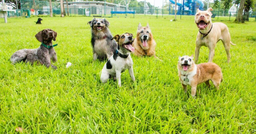 Sacramento richtet dauerhaften Hundepark ohne Leine ein
