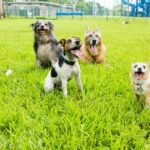 Sacramento richtet dauerhaften Hundepark ohne Leine ein