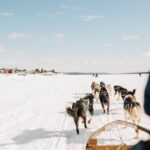 Schlittenhunde bei Schneemaschinenunfall in Alaska getötet
