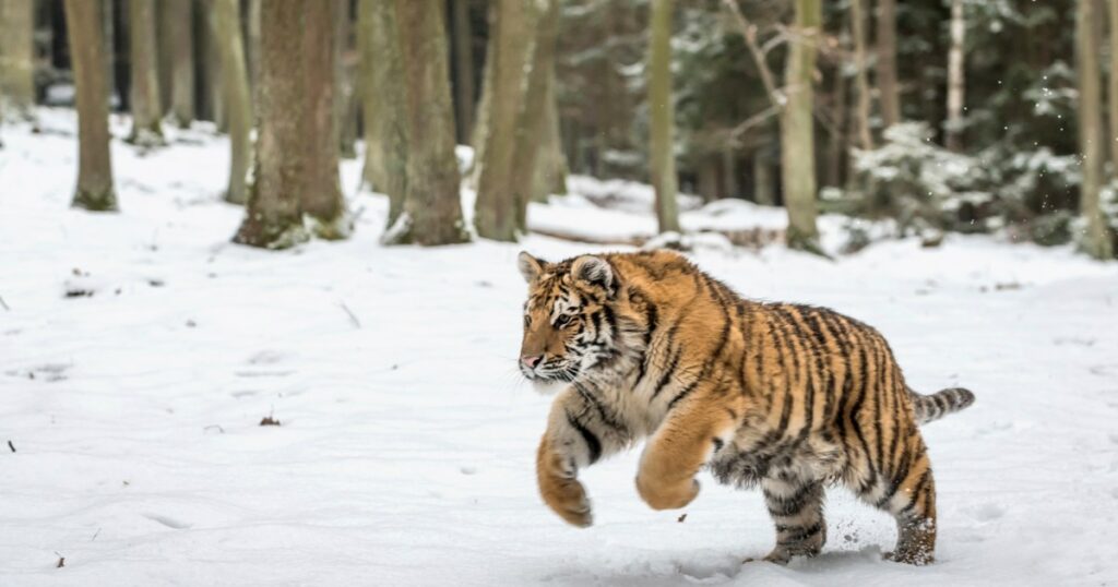 Sibirischer Tiger tötet Hund und Mauls-Besitzer