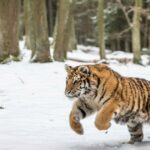 Sibirischer Tiger tötet Hund und Mauls-Besitzer