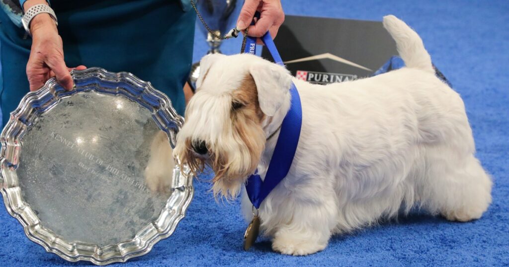 Stache, ein Sealyham Terrier, gewinnt die National Dog Show