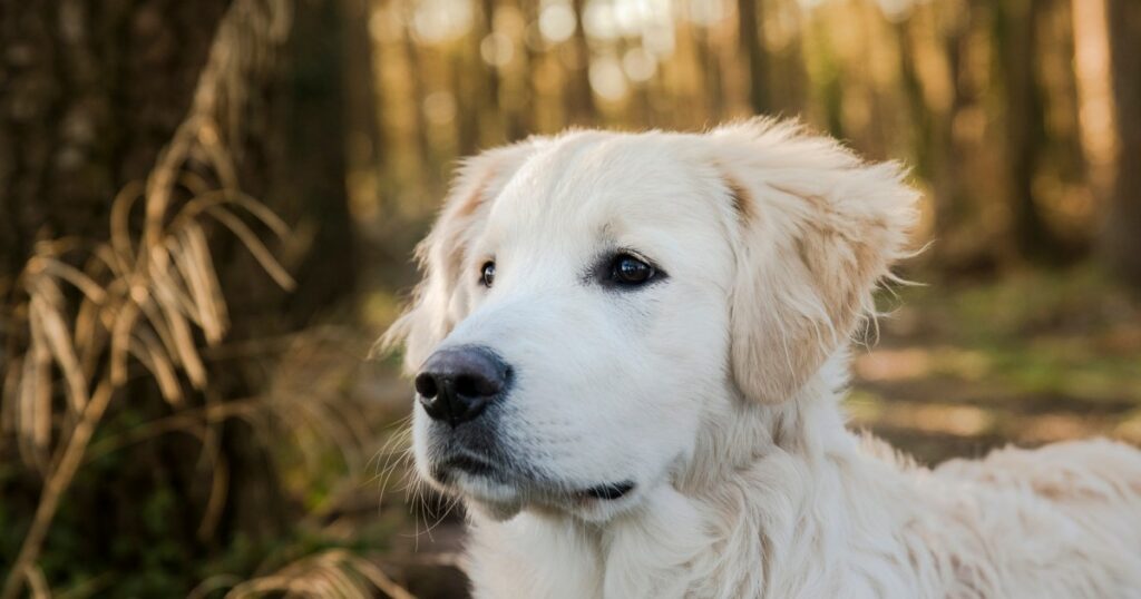 Tennessee Community sammelt 7.000 US-Dollar für Stranded Dog