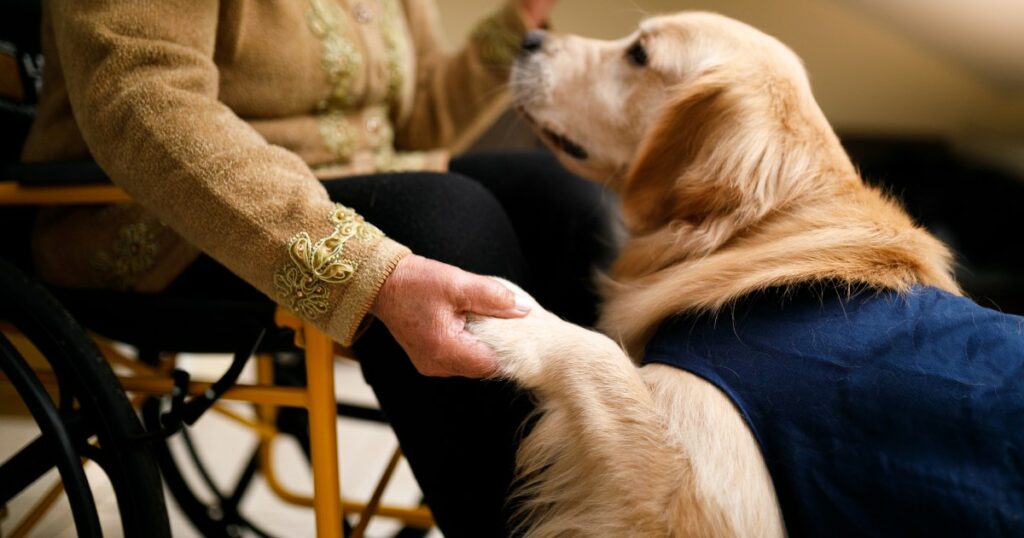 Therapiehund läutet Überlebensglocke, nachdem er Krebs besiegt hat