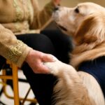 Therapiehund läutet Überlebensglocke, nachdem er Krebs besiegt hat