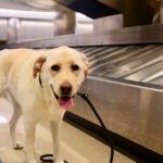 Therapiehunde lindern den Urlaubsstress am Flughafen Santa Barbara