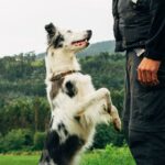 Umstrittener Hundetrainer stößt in San Francisco auf Gegenreaktion