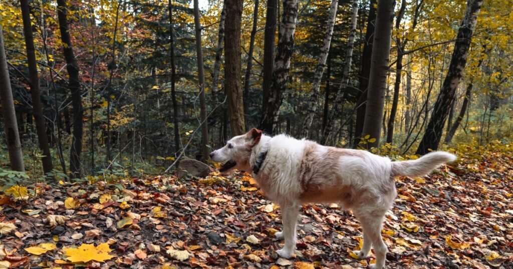 Vermisste Frau und Hund lebend in den Wäldern von Minnesota gefunden