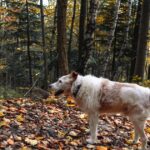 Vermisste Frau und Hund lebend in den Wäldern von Minnesota gefunden