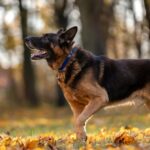 Vermisster Deutscher Schäferhund in 25 Fuß Höhe im Baum gefunden