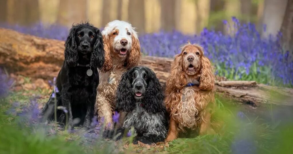 22 „verwirrte und verwirrte“ Hunde aus Haus in Wales, Großbritannien, gerettet