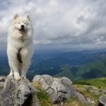 Ausgestorbene Salish Wool Dog-Arten könnten „wiederbelebt“ werden