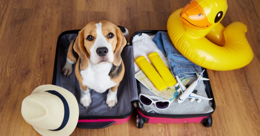 Der Tourismussektor wird aufgefordert, hundefreundliches Reisen zu fördern