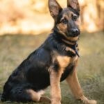 Deutscher Schäferhund nach Sturz in Brunnen gerettet