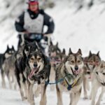 Die Aviemore-Schlittenhunde-Rallye ist beendet, für 2025 ist keine Veranstaltung geplant