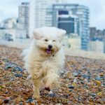 Die hundefreundlichste Stadt Großbritanniens wurde enthüllt