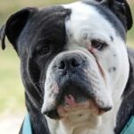 Großer Hund vom Typ „Bulldogge“ von Polizei nach Angriff in Schottland getötet
