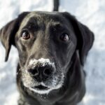 Hund aus vereistem Teich in Utah gerettet
