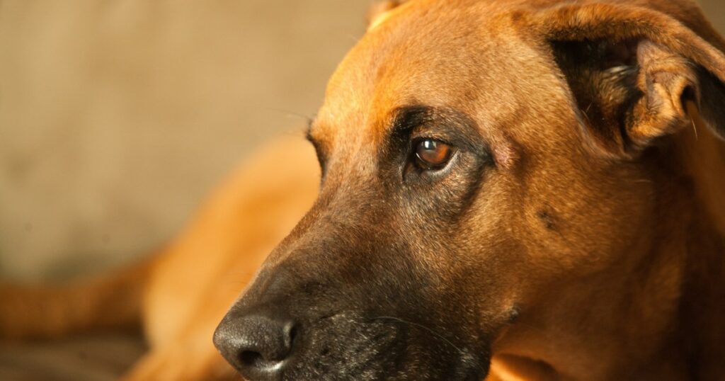 Hund in Levee gefunden, in die Brust geschossen, auf der Suche nach einem neuen Zuhause