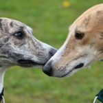 Hundebrüder sind nach 14 Jahren Trennung wieder vereint
