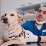 Hundemutter blufft Tierarzt dazu, die Rechnung um 5.000 US-Dollar zu kürzen