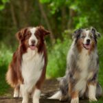 Hundesitter aus Houston stiehlt zwei reinrassige Hunde, einer wurde gefunden