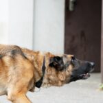 Hundetrainer wegen Tiermissbrauchs angezeigt