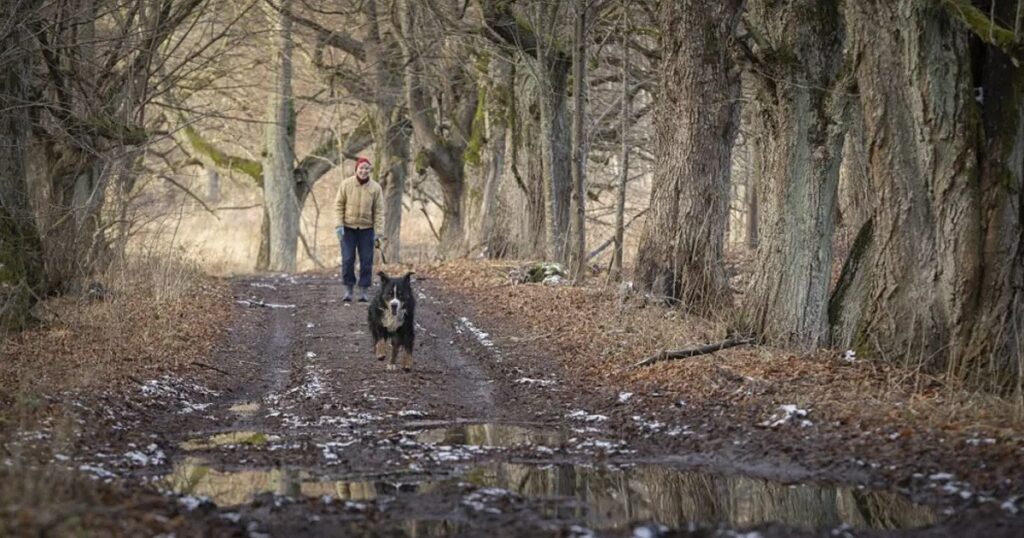 Im Jahr 2024 verschärfen sich die Bedenken hinsichtlich der Fäulnis in Alabama für britische Hundebesitzer