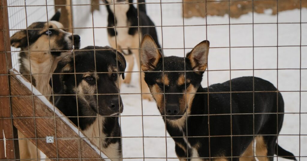 Im polnischen Tierheim wurden 120 Hunde aufgrund eines dringenden Appells adoptiert