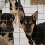 Im polnischen Tierheim wurden 120 Hunde aufgrund eines dringenden Appells adoptiert