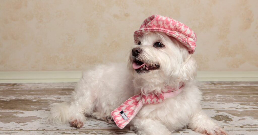 Influencer-Hundebesitzer gibt 12.000 US-Dollar pro Jahr für Designer-Outfits, Futter und Pflege aus