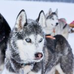 Krabloonik Senior Huskies warten, während die Adoption ins Stocken gerät