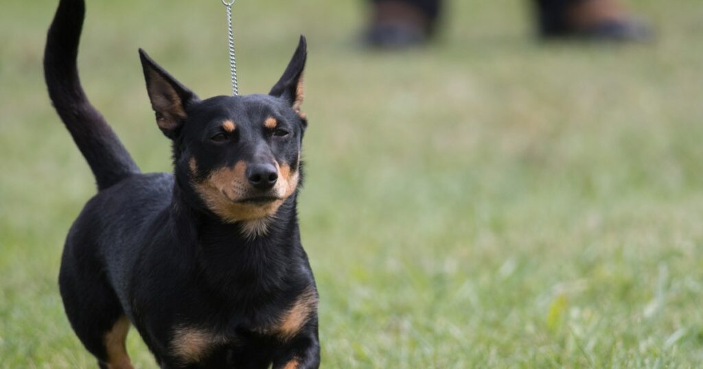 Lancashire Heeler ist die neueste Rasse, die dem American Kennel Club beitritt