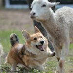 Landwirte dürfen Hunde erschießen, die Schafe angreifen, bestätigt die britische Polizei